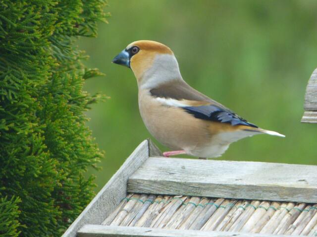 So, und jetzt bitte in meiner vollen Pracht!