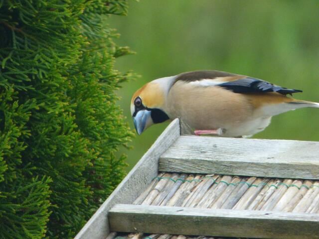 Boah eyh, macht das hungrig!