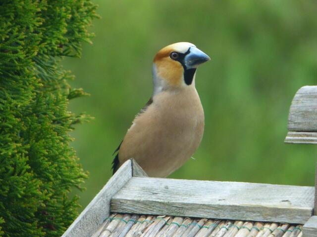 Zuerst mal meine Schokoladenseite! Und sieh bloß zu, daß das Bild was wird!