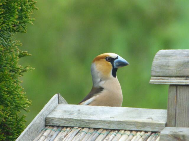 Ich glaub, ich mach erstmal 'nen Abgang!