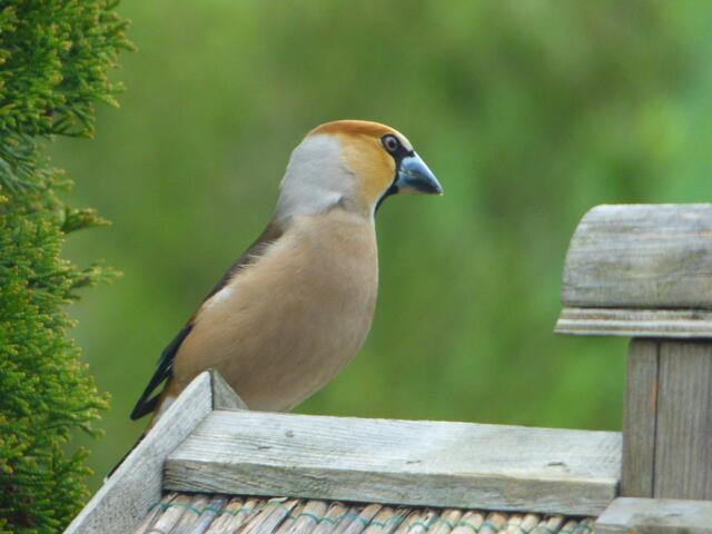 Hab mir sagen lassen, ein leicht geneigter Kopf macht sich auf Bildern immer gut!