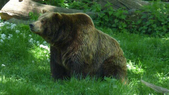 Der Braunbär auch nicht.