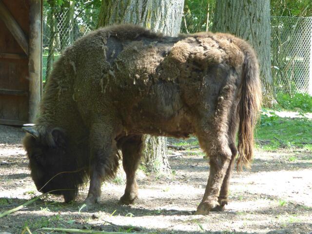 Wisent