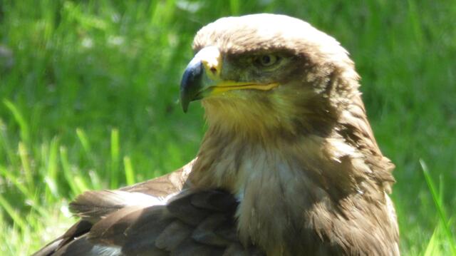 Stein-alter-Adler