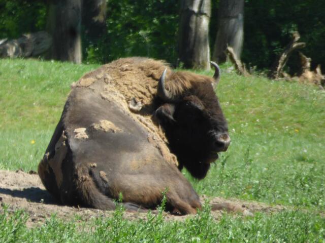 Wisent juckt das Fell