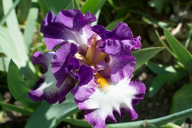 Im Irisgarten