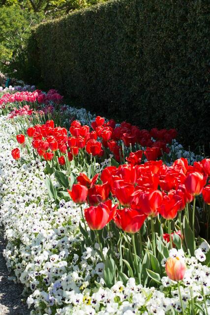 Tulpenansammlung