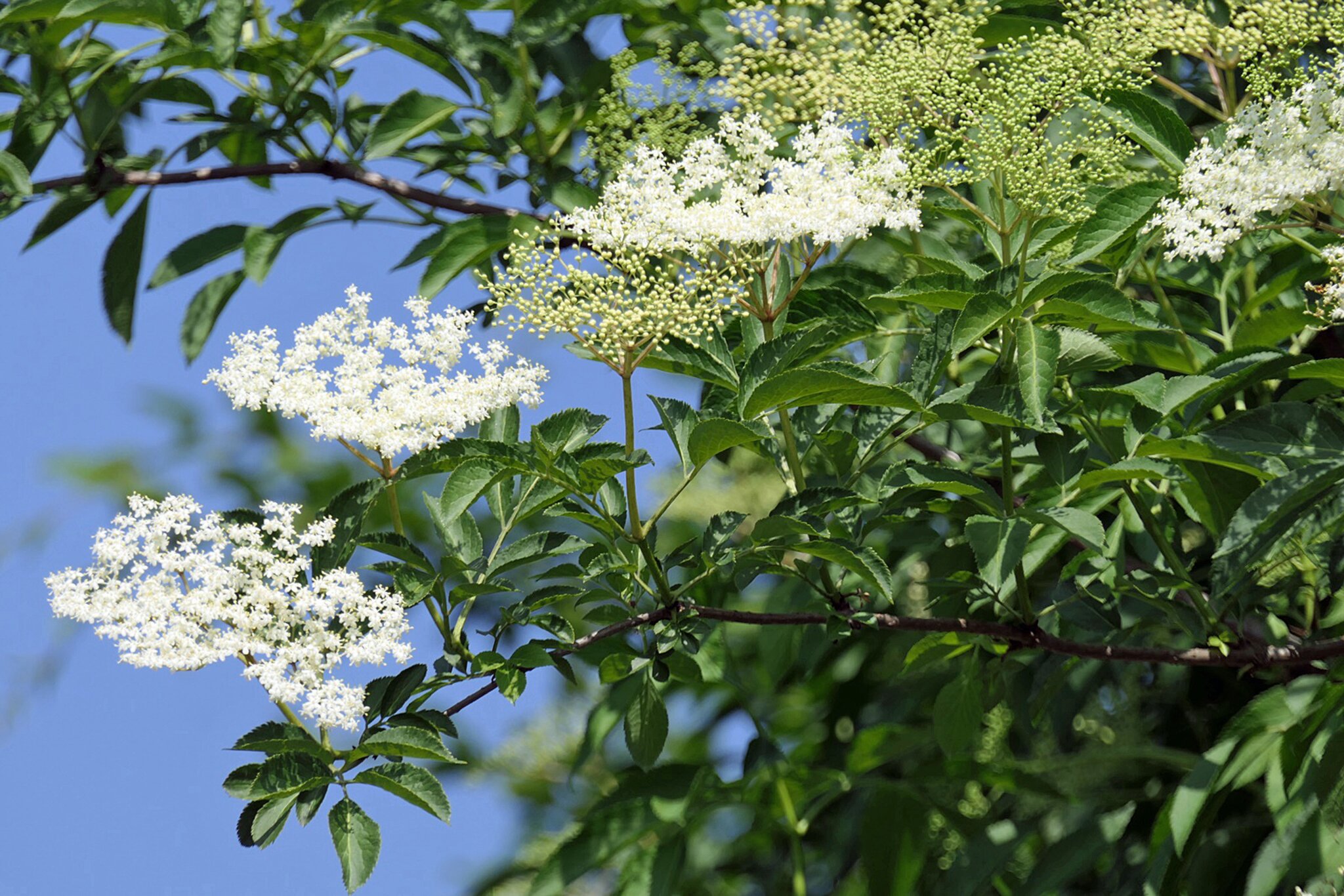 Weisser Holunder, er blühte im Garten Duisburg