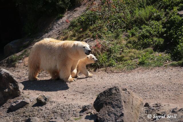 Immer schön im Gleichschritt...