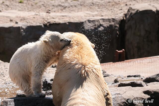 Mama, ich habe Dich zum Fressen gern.