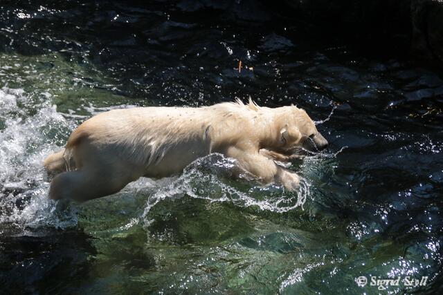 ...und nochmal, weil es so viel Spaß macht...