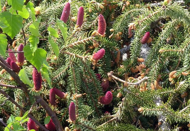 an der  abgebrochener Fichte haben sich die Zapfen teilweise rot gefärbt