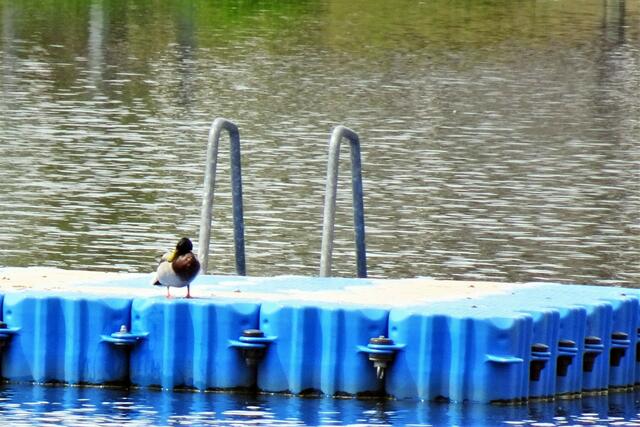 diese Stockente hat die Badeinsel erobert