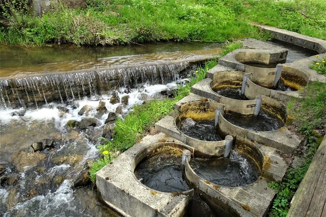 Uhlenbach mit Fischtreppe