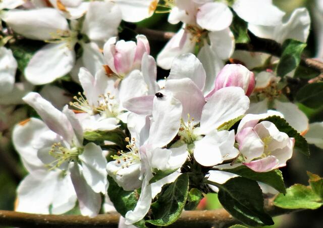 wilder Apfelbaum in voller Blüte