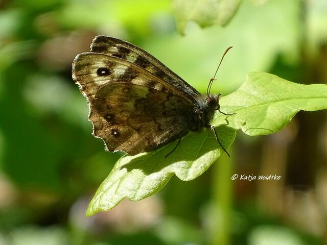 Waldbrettspiel (Pararge aegeria) - Waldbaden im Tiergarten Hannover (Foto: Katja Woidtke)