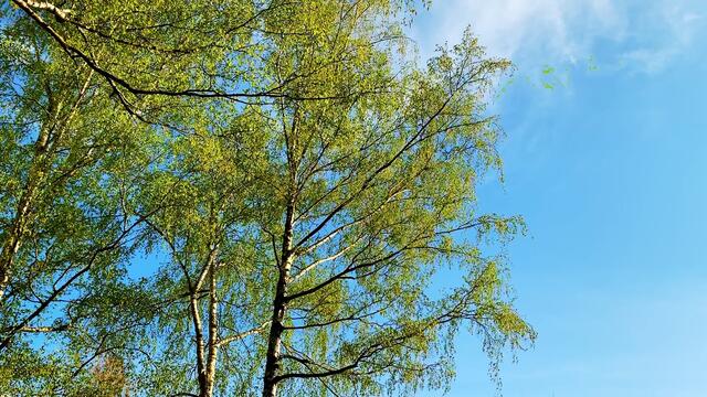 VI.  16. April 2020. Balkon-Singen in unserem Park.