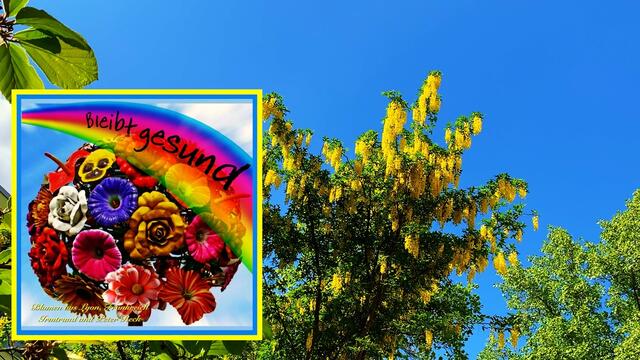 14. Mai 2020. Balkonkonzert I. mit Hardy's Jazzband in unserem Park.