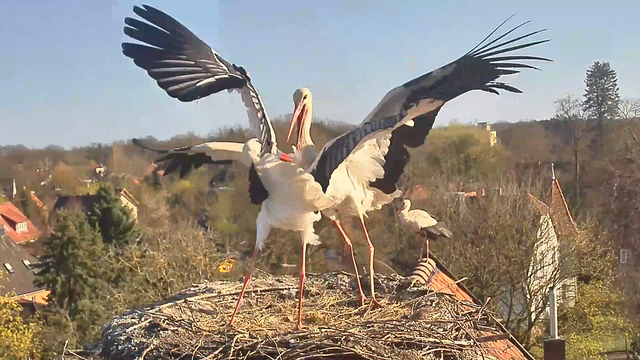 Stress im Nest