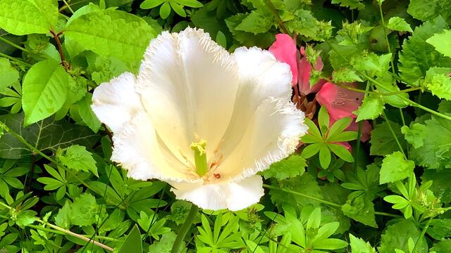 7. Mai 2020. Im Park des GDA Hannover. Rhododendron und Azalee. Bleibt gesund!