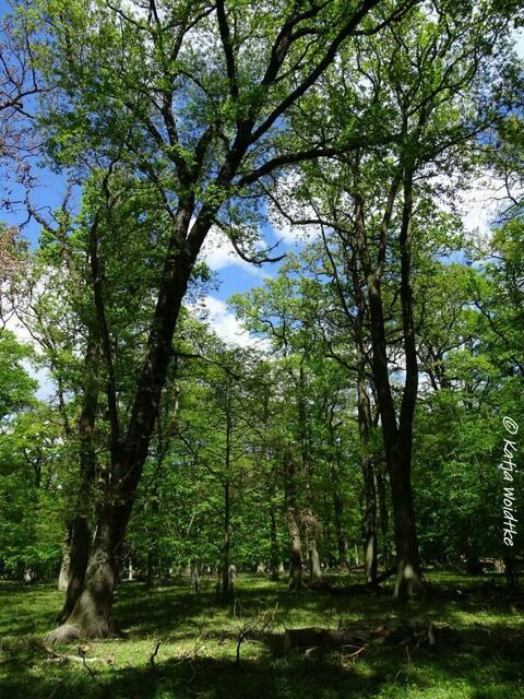 Historischer Baumbestand im Tiergarten Hannover (Foto: Katja Woidtke)