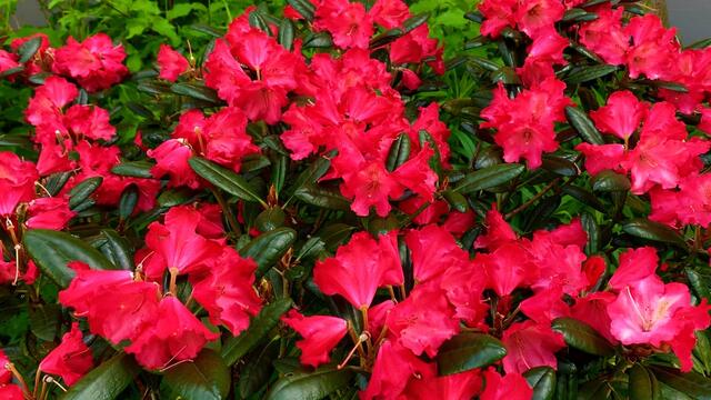 7. Mai 2020. Im Park des GDA Hannover. Rhododendron und Azalee. Bleibt gesund!