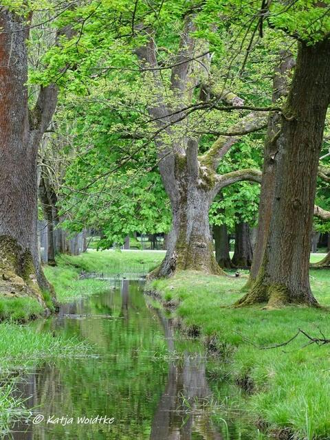 Idylle am Bachlauf - Waldbaden im Tiergarten Hannover (Foto: Katja Woidtke)