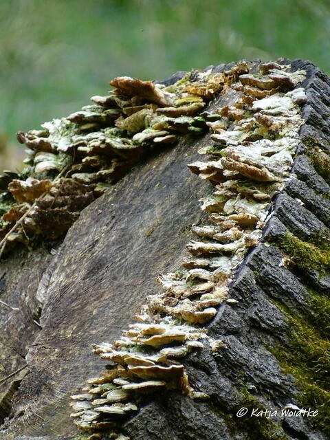 Baumpilze - Waldbaden im Tiergarten Hannover (Foto: Katja Woidtke)