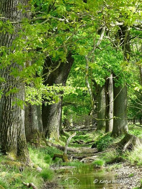 Idylle - Waldbaden im Tiergarten Hannover (Foto: Katja Woidtke)