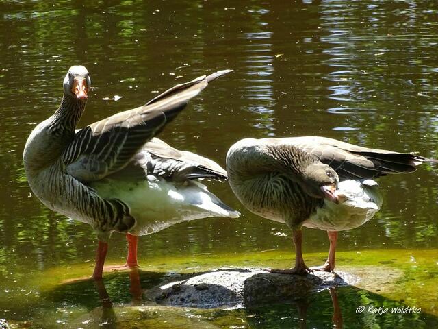 Graugänse (Anser anser) bei der Gefiederpflege - Waldbaden im Tiergarten Hannover (Foto: Katja Woidtke)