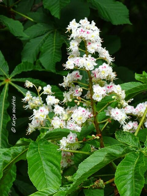 Rosskastanie (Aesculus) - Waldbaden im Tiergarten Hannover (Foto: Katja Woidtke)