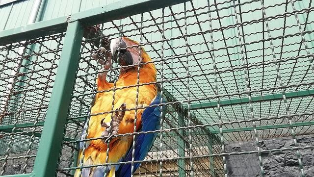 Kommt mit O'Brain in den Tierpark !
