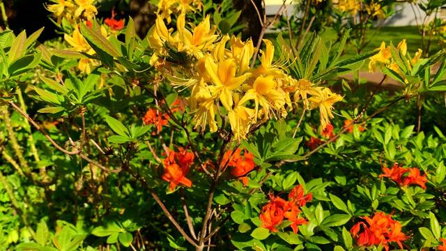 7. Mai 2020. Im Park des GDA Hannover. Rhododendron und Azalee. Bleibt gesund!
