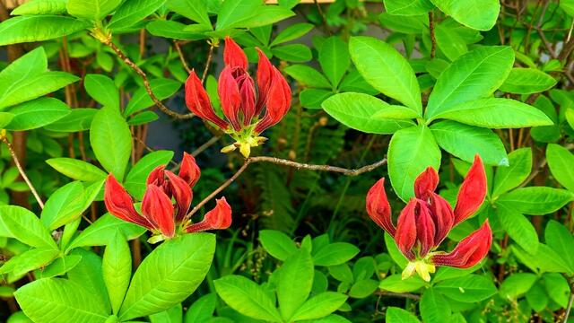 7. Mai 2020. Im Park des GDA Hannover. Rhododendron und Azalee. Bleibt gesund!