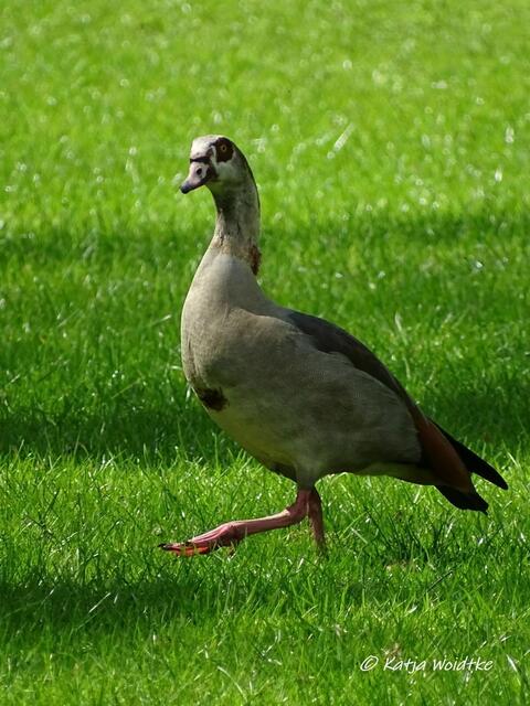 Nilgans (Alopochen aegyptiaca) - Waldbaden im Tiergarten Hannover (Foto: Katja Woidtke)