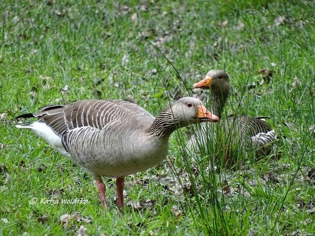 Graugänse (Anser anser) - Waldbaden im Tiergarten Hannover (Foto: Katja Woidtke)