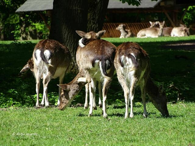 Damwild (Dama dama) - Waldbaden im Tiergarten Hannover (Foto: Katja Woidtke)
