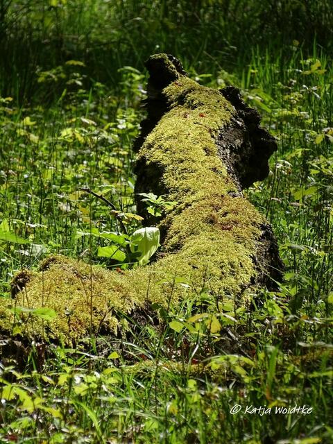 Phantastische Fabelwesen - Waldbaden im Tiergarten Hannover (Foto: Katja Woidtke)