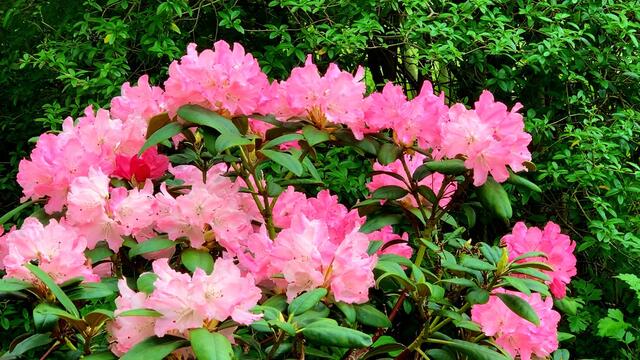7. Mai 2020. Im Park des GDA Hannover. Rhododendron und Azalee. Bleibt gesund!