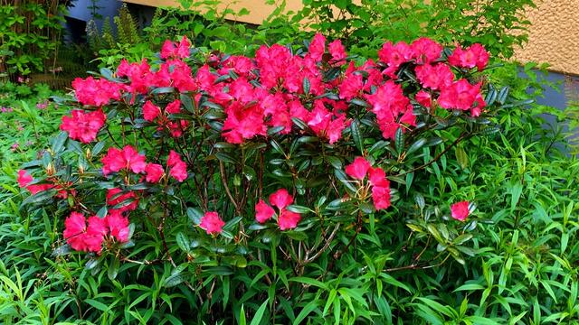 7. Mai 2020. Im Park des GDA Hannover. Rhododendron und Azalee. Bleibt gesund!