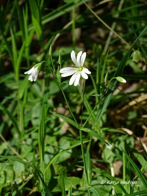 Sternmiere (Stellaria)- Waldbaden im Tiergarten Hannover (Foto: Katja Woidtke)