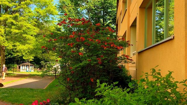 7. Mai 2020. Im Park des GDA Hannover. Rhododendron und Azalee. Bleibt gesund!