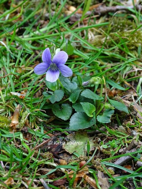 Hain-Veilchen (Viola riviniana) - Waldbaden im Tiergarten Hannover (Foto: Katja Woidtke)