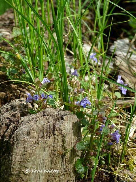 Gundermann (Glechoma hederacea) - Waldbaden im Tiergarten Hannover (Foto: Katja Woidtke)