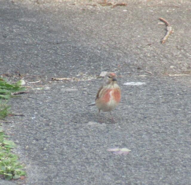 Jep, jetzt weiß ich, wen ich da fotografiert habe! Es ist ein Bluthänfling!