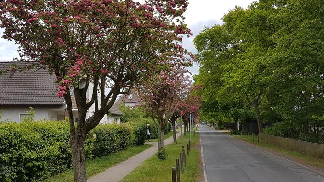 Blühende Bäume, am Stadtweg in Engelbostel.