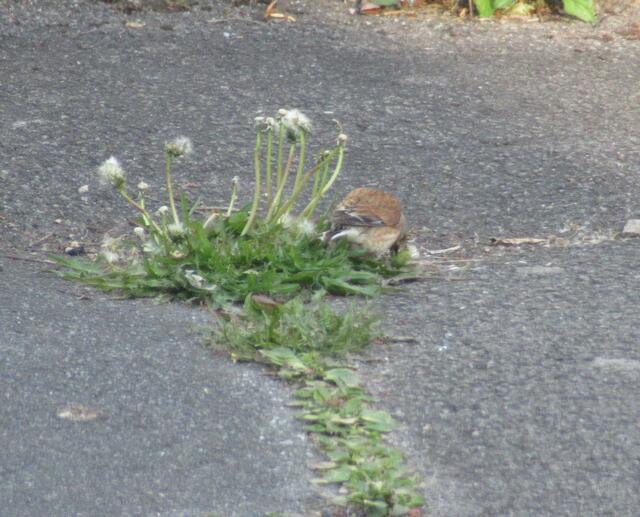 Nö, er will sich nicht umdrehen, denn er ist dort mit etwas sehr beschäftigt.
