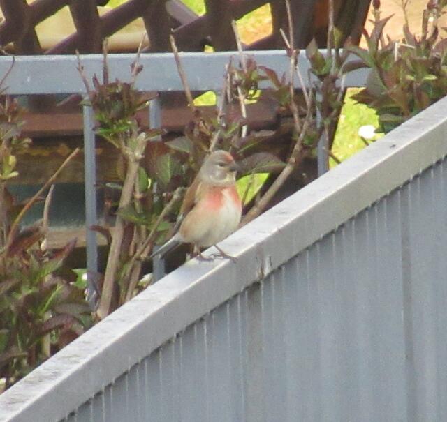 Für dieses Bild hat er sich nochmal so richtig schön in Pose gesetzt.