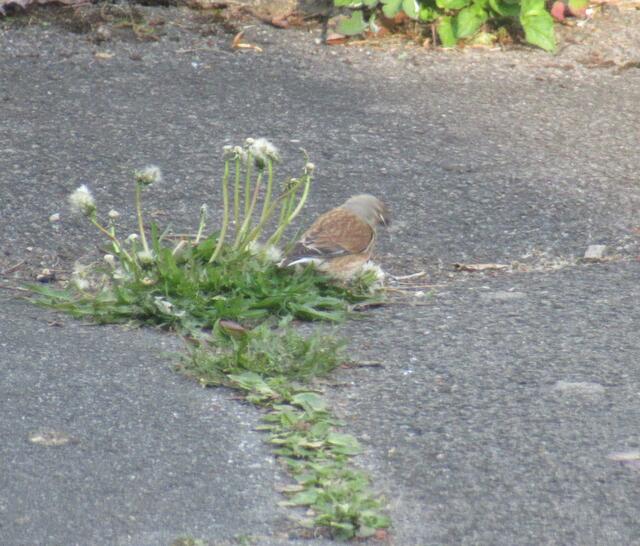 Hm, von der Seite kommt er mir schon etwas bekannter vor. Aber so richtig zuordnen kann ich ihn immer noch nicht.
