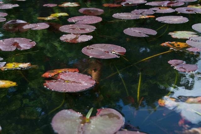 Teich am Eingang